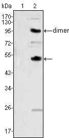 Figure 1: Western blot analysis using CSF1 mouse mAb against human recombinant CSF2(AA:18-144) (1) and CSF1(AA:33-496) (2).