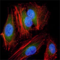 Figure 2: Immunofluorescence analysis of Hela cells using anti-MAP2K2 mAb (green). Red: Actin filaments have been labeled with DY-554 phalloidin. Blue: DRAQ5 fluorescent DNA dye.
