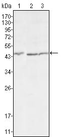 Figure 1: Western blot analysis using DKK3 mouse mAb against HEK293 (1), MCF-7 (2) and HL7702 (3) cell lysate.