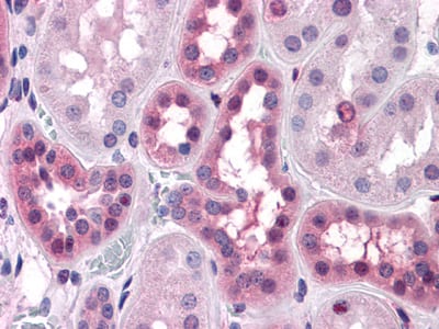 Figure 2: Immunohistochemical analysis of paraffin-embedded human Liver tissues using anti-BHMT mouse mAb