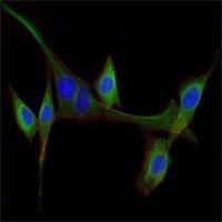 Figure 2: Immunofluorescence analysis of NIH/3T3 cells using EGF mouse mAb (green). Blue: DRAQ5 fluorescent DNA dye. Red: Actin filaments have been labeled with Alexa Fluor-555 phalloidin.