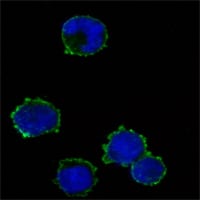 Figure3: Immunofluorescence analysis of K562 cells using anti-CD247 mAb (green). Blue: DRAQ5 fluorescent DNA dye.