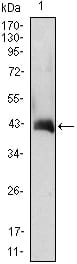 Figure 1: Western blot analysis using CSF2 mAb against CSF2(AA: 18-144)-hIgGFc transfected HEK293 cell lysate.