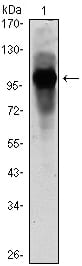 Figure 1: Western blot analysis using ARNTL mouse mAb against ARBTL(AA: 1-310)-hIgGFc transfected HEK293 cell lysate.