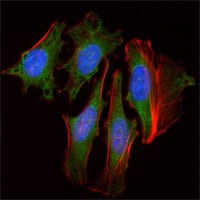 Figure 2: Immunofluorescence analysis of Hela cells using CLOCK mouse mAb (green). Red: Actin filaments have been labeled with Alexa Fluor-555 phalloidin. Blue: DRAQ5 fluorescent DNA dye.