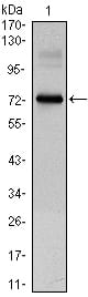 Figure 1: Western blot analysis using CLOCK mouse mAb against CLOCK(AA: 200-465)-hIgGFc transfected HEK293 cell lysate.