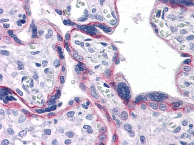 Figure 3: Immunohistochemical analysis of paraffin-embedded human Placenta tissues using CDH2 mouse mAb