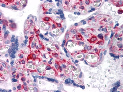 Figure 3: Immunohistochemical analysis of paraffin-embedded human Placenta tissues using VCAM1 mouse mAb