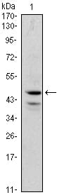 Figure 1: Western blot analysis using GATA1 mouse mAb against K562 (1) cell lysate.
