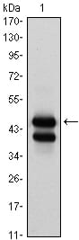 Figure 1: Western blot analysis using GATA1 mouse mAb against K562 (1) cell lysate.