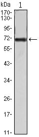 Figure 1: Western blot analysis using FAK mAb against FAK(AA: 354-533)-hIgGFc transfected HEK293 cell lysate.