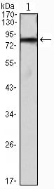 Figure 1: Western blot analysis using IHOG mAb against IHOG-hIgGFc transfected HEK293 cell lysate.