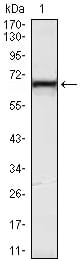 Figure 1: Western blot analysis using KLHL12 mouse mAb against Hela (1) cell lysate.