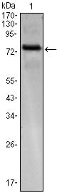 Figure 1: Western blot analysis using KLHL25 mAb against KLHL25(AA: 2-230)-hIgGFc transfected HEK293 cell.