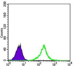 Figure 3: Flow cytometric analysis of K562 cells using KLHL11 mouse mAb (green) and negative control (purple).