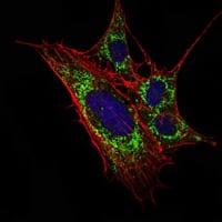 Figure 2: Immunofluorescence analysis of 3T3-L1 cells using KLHL11 mouse mAb (green). Blue: DRAQ5 fluorescent DNA dye. Red: Actin filaments have been labeled with Alexa Fluor-555 phalloidin.