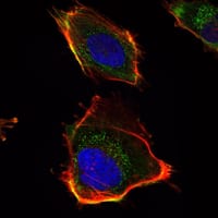 Figure 2: Immunofluorescence analysis of U251 cells using HAS1 mAb (green). Red: Actin filaments have been labeled with DY-554 phalloidin. Blue: DRAQ5 fluorescent DNA dye.