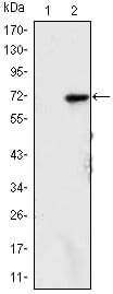 Figure 1: Western blot analysis using KDM4A mAb against HEK293 (1) and KDM4A(AA: 500-705)-hIgGFc transfected HEK293 (2) cell lysate.