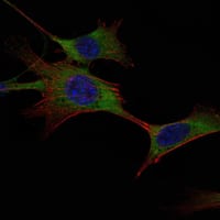 Figure 2: Immunofluorescence analysis of NIH/3T3 cells using HK1 mouse mAb (green). Blue: DRAQ5 fluorescent DNA dye. Red: Actin filaments have been labeled with Alexa Fluor-555 phalloidin.