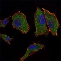 Figure 2: Immunofluorescence analysis of PANC-1 cells using COX4I1 mouse mAb (green). Blue: DRAQ5 fluorescent DNA dye. Red: Actin filaments have been labeled with Alexa Fluor-555 phalloidin.