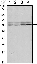 Figure 1: Western blot analysis using SMAD6 mouse mAb against A431 (1), A431 (2), Hela (3) and Jurkat (4) cell lysate.