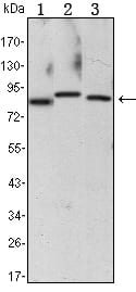 Figure 1: Western blot analysis using CHUK mouse mAb against Raji (1), Jurkat (2) and THP-1 (3) cell lysate.