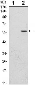Figure 1: Western blot analysis using CD276 mAb against HEK293 (1) and CD276(AA: 30-130)-hIgGFc transfected HEK293 (2) cell lysate.