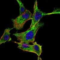 Figure 2: Immunofluorescence analysis of NIH/3T3 cells using CHUK mouse mAb (green). Blue: DRAQ5 fluorescent DNA dye. Red: Actin filaments have been labeled with Alexa Fluor-555 phalloidin.