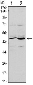 Figure 1: Western blot analysis using CD86 mouse mAb against L1210 (1) and MOLT-4 (2) cell lysate.