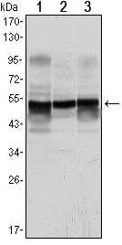 Figure 1: Western blot analysis using GFAP mouse mAb against A431 (1), SK-N-SH (2) and PC12 (3) cell lysate.