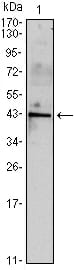 Figure 1: Western blot analysis using INHA mouse mAb against mouse spermary (1) tissues lysate.