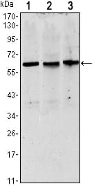 Figure 1: Western blot analysis using PAX8 mouse mAb against Hela (1)?HEK293 (2) and Raji (3) cell lysate.