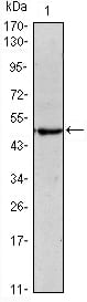 Figure 1: Western blot analysis using Oct4 mouse mAb against NTERA-2 (1) cell lysate.