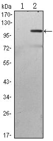 Figure 1: Western blot analysis using TAB2 mAb against HEK293 (1) and TAB2(AA: 1-300)-hIgGFc transfected HEK293 (2) cell lysate.