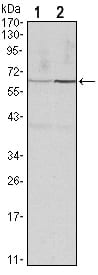 Figure 1: Western blot analysis using CCNB1 mouse mAb against Hela (1) and PC-12 (2) cell lysate.