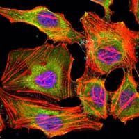 Figure 2: Immunofluorescence analysis of Hela cells using KDM3A mouse mAb (green). Blue: DRAQ5 fluorescent DNA dye. Red: Actin filaments have been labeled with Alexa Fluor-555 phalloidin.