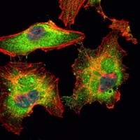 Figure 2: Immunofluorescence analysis of Hela cells using BLK mouse mAb (green). Blue: DRAQ5 fluorescent DNA dye. Red: Actin filaments have been labeled with Alexa Fluor-555 phalloidin.