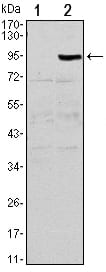 Figure 1: Western blot analysis using TNFRSF11B mAb against HEK293 (1) and TNFRSF11B(AA: 22-401)-hIgGFc transfected HEK293 (2) cell lysate.