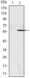 Figure 1: Western blot analysis using NACC1 mAb against HEK293 (1) and NACC1(AA: 165-438)-hIgGFc transfected HEK293 (2) cell lysate.