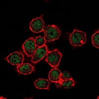 Figure 3: Immunofluorescence analysis of MCF-7 cells using SUZ12 mouse mAb (green). Red: Actin filaments have been labeled with Alexa Fluor-555 phalloidin.