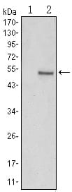 Figure 1: Western blot analysis using SUZ12 mAb against HEK293 (1) and SUZ12(AA: 533-739)-hIgGFc transfected HEK293 (2) cell lysate.