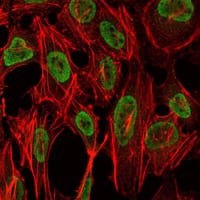 Figure 4: Immunofluorescence analysis of NIH/3T3 cells using PSIP1 mouse mAb (green). Red: Actin filaments have been labeled with Alexa Fluor-555 phalloidin.