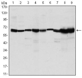 Figure 1: Western blot analysis using CARM1 mouse mAb against MCF-7 (1), Hela (2), NIH/3T3 (3), HL-60 (4), LNcap (5), Jurkat (6), PC-3 (7), Cos7 (8), and PC-12 (9) cell lysate.