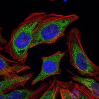 Figure 3: Immunofluorescence analysis of HELA cells using PDK1 mouse mAb (green). Blue: DRAQ5 fluorescent DNA dye. Red: Actin filaments have been labeled with Alexa Fluor-555 phalloidin.