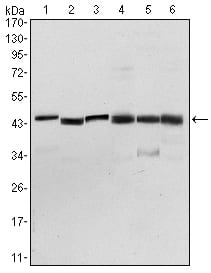 Figure 1: Western blot analysis using PDK1 mouse mAb against NIH/3T3 (1), Hela (2), Jurkat (3), HepG2 (4), PC-12 (5), and Cos7 (6) cell lysate.