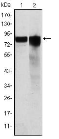 Figure 1: Western blot analysis using GYS1 mouse mAb against Hela (1) and HEK293 (2) cell lysate.