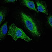 Figure 2: Immunofluorescence analysis of Hela cells using AURKA mouse mAb (green). Blue: DRAQ5 fluorescent DNA dye.