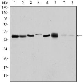 Figure 1: Western blot analysis using AURKA mouse mAb against HEK293 (1), Sw620 (2), MCF-7 (3), Jurkat (4), Hela (5), HepG2 (6), Cos7 (7) and PC-12 (8) cell lysate.