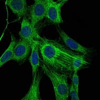 Figure 2: Immunofluorescence analysis of NIH/3T3 cells using ACTA2 mouse mAb (green). Blue: DRAQ5 fluorescent DNA dye.