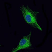 Figure 3: Immunofluorescence analysis of U251 cells using OLIG2 mouse mAb (green). Blue: DRAQ5 fluorescent DNA dye.